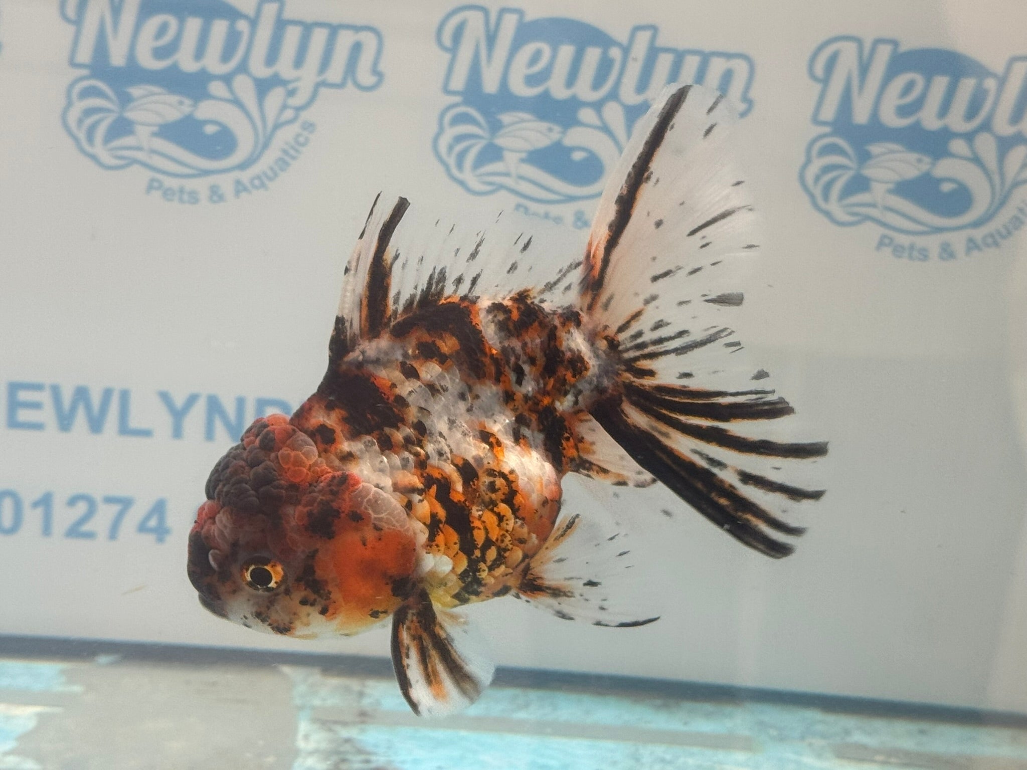 Calico Oranda 13 - 14cm OR3 (Fish in photo) - Newlyn - pets - Newlyn - pets - 