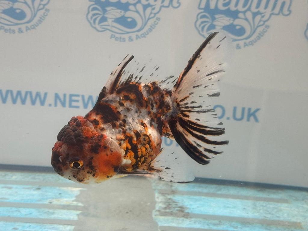 Calico Oranda 13 - 14cm OR3 (Fish in photo) - Newlyn - pets - Newlyn - pets - 