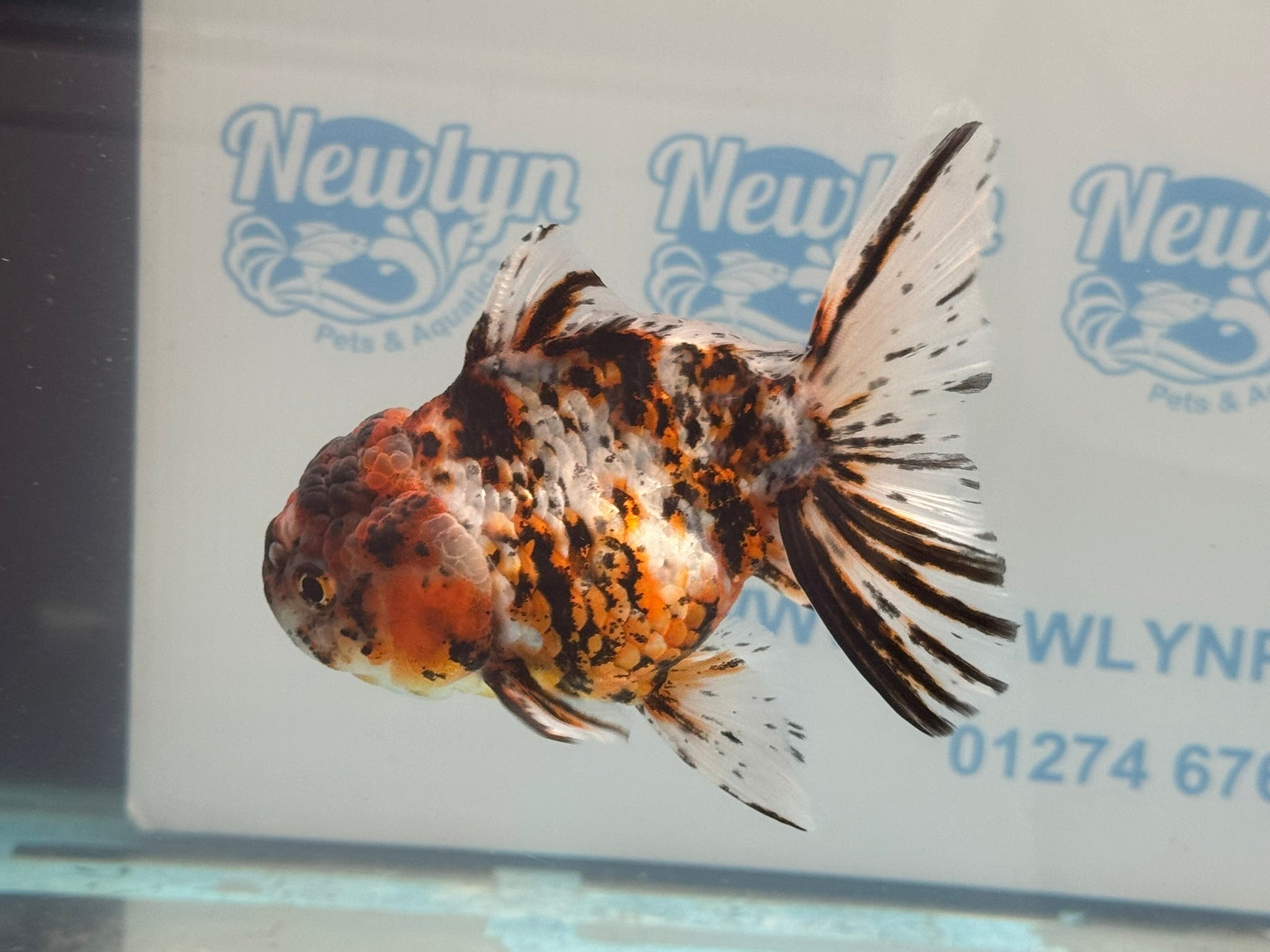 Calico Oranda 13 - 14cm OR3 (Fish in photo) - Newlyn - pets - Newlyn - pets - 