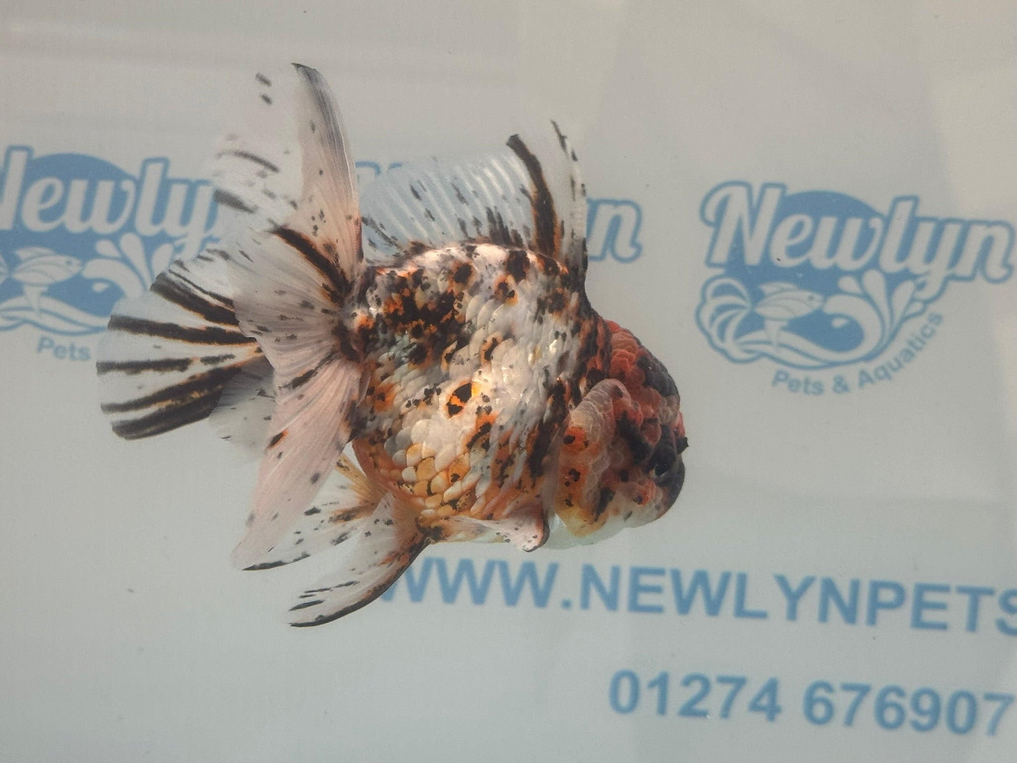 Calico Oranda 13 - 14cm OR3 (Fish in photo) - Newlyn - pets - Newlyn - pets - 