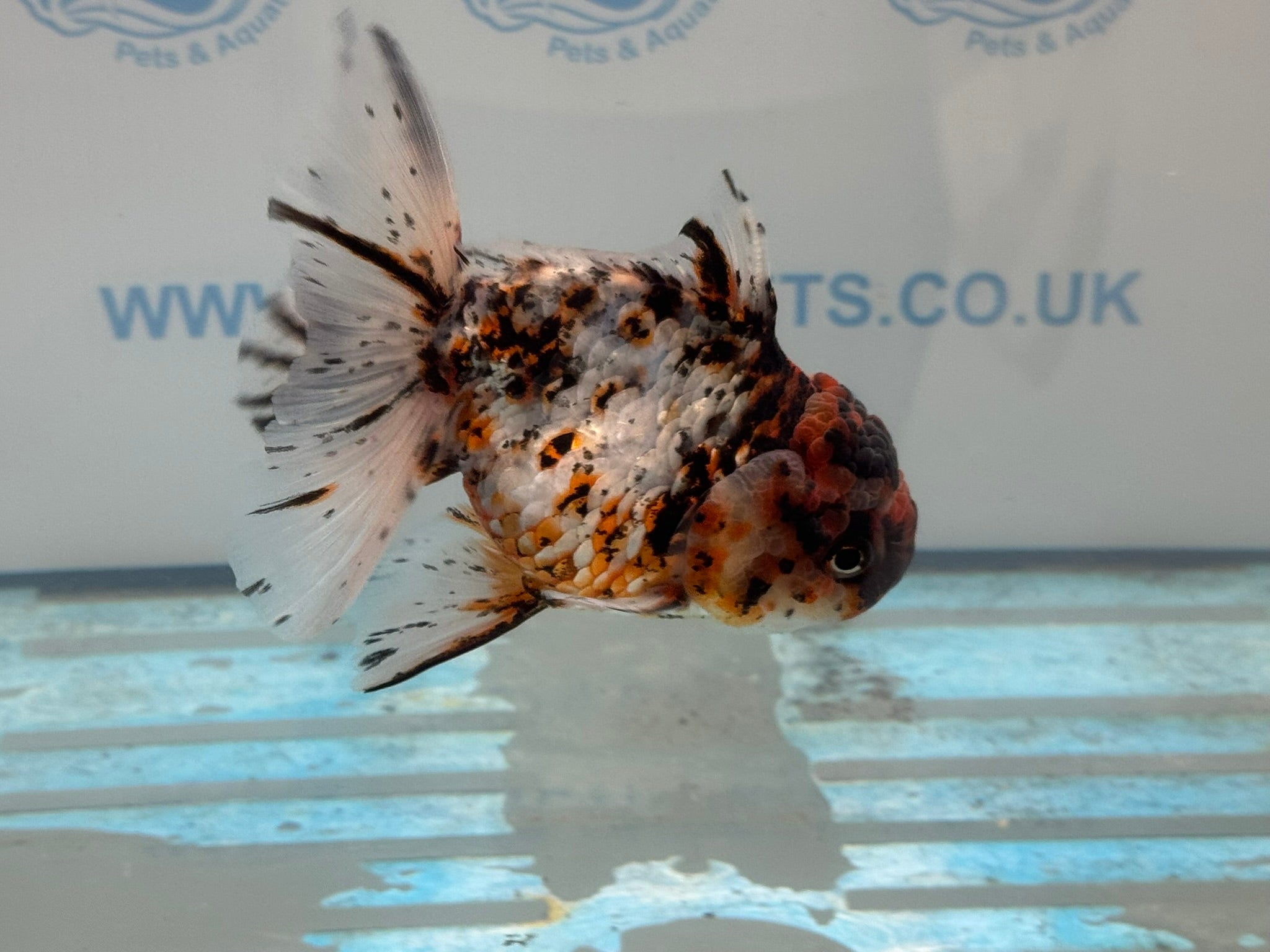 Calico Oranda 13 - 14cm OR3 (Fish in photo) - Newlyn - pets - Newlyn - pets - 
