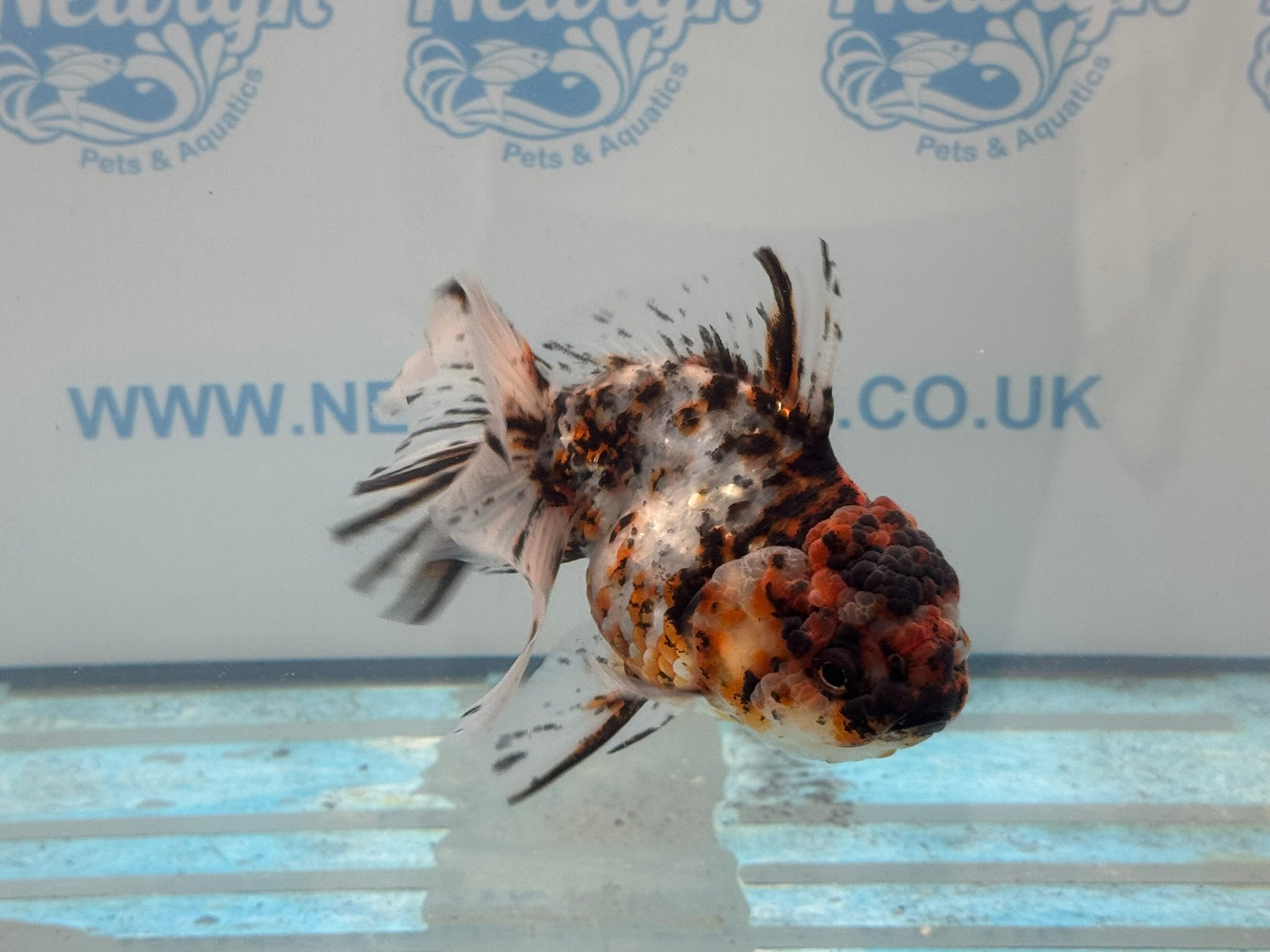 Calico Oranda 13 - 14cm OR3 (Fish in photo) - Newlyn - pets - Newlyn - pets - 