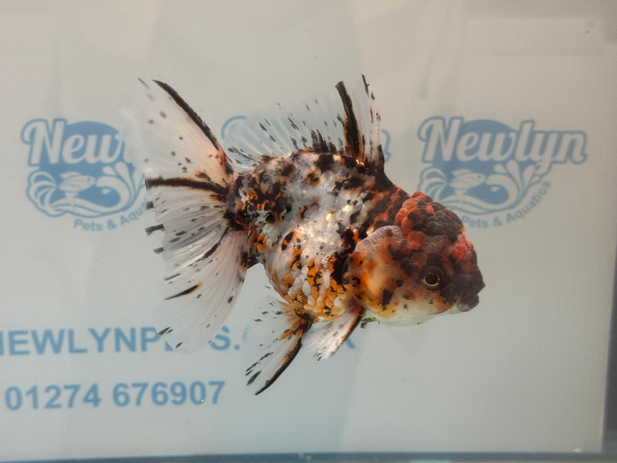 Calico Oranda 13 - 14cm OR3 (Fish in photo) - Newlyn - pets - Newlyn - pets - 