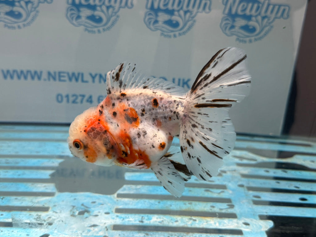 Calico Oranda 13 - 14cm OR7hg (Fish in photo) - Newlyn - pets - Newlyn - pets - 