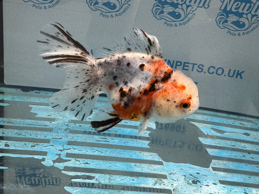 Calico Oranda 13 - 14cm OR7hg (Fish in photo) - Newlyn - pets - Newlyn - pets - 