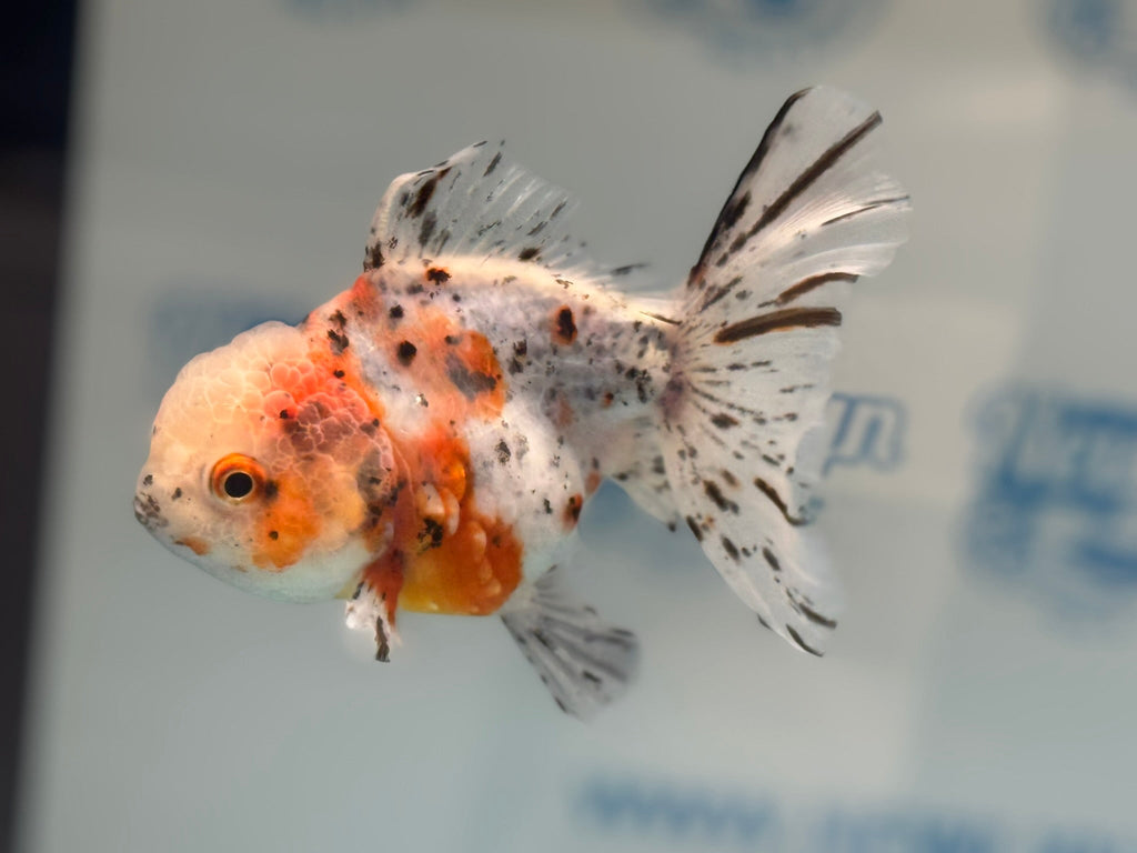 Calico Oranda 13 - 14cm OR7hg (Fish in photo) - Newlyn - pets - Newlyn - pets - 