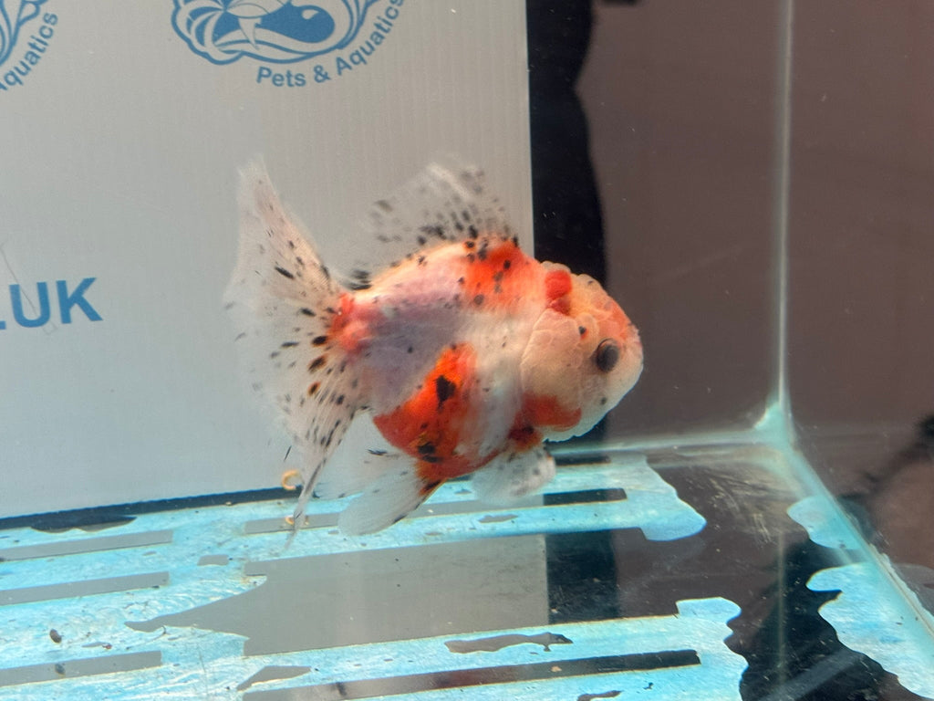 Calico Oranda 13cm CO1 (Fish in photo) - Newlyn - pets - Newlyn - pets - 