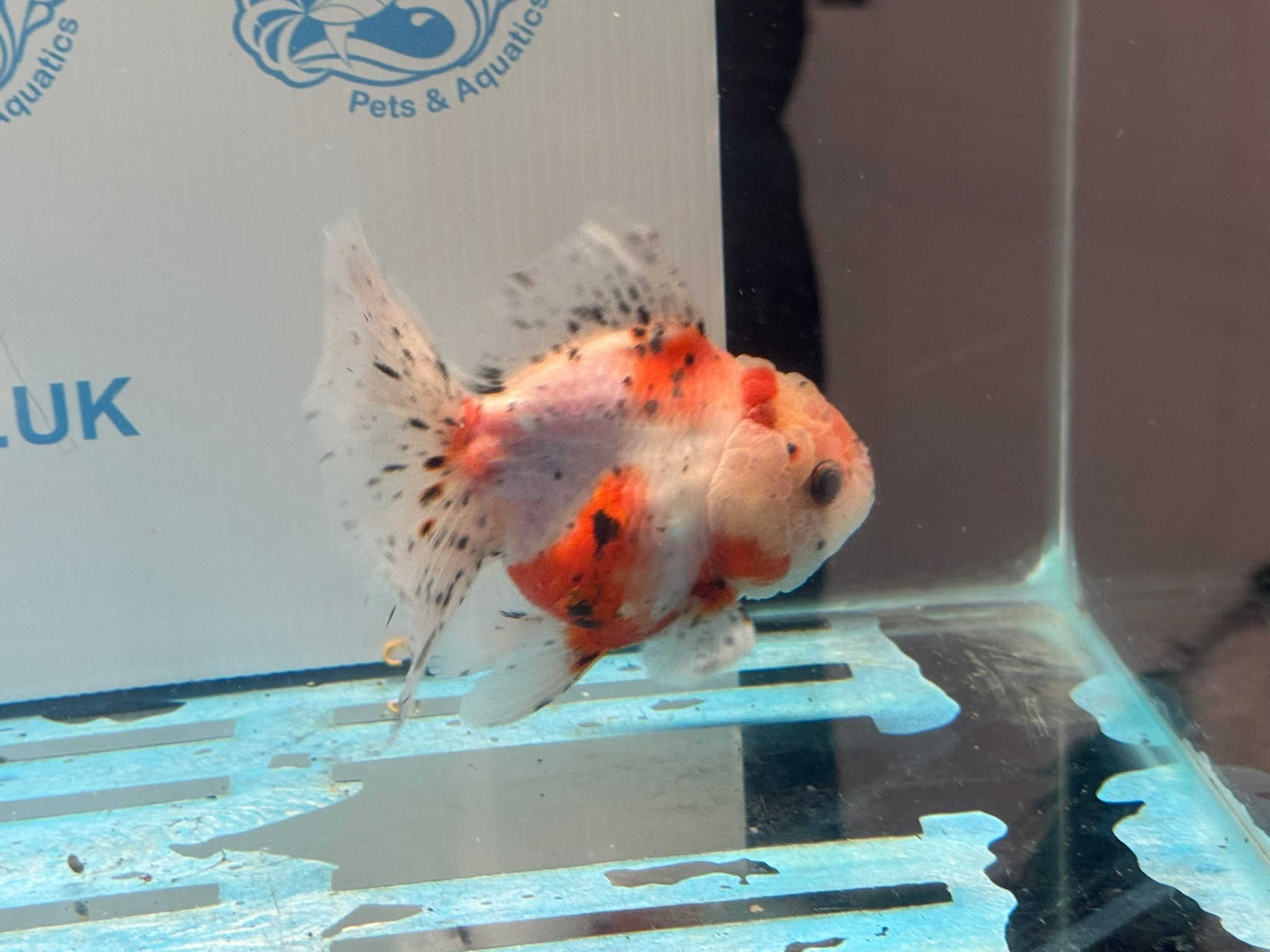 Calico Oranda 13cm CO1 (Fish in photo) - Newlyn - pets - Newlyn - pets - 