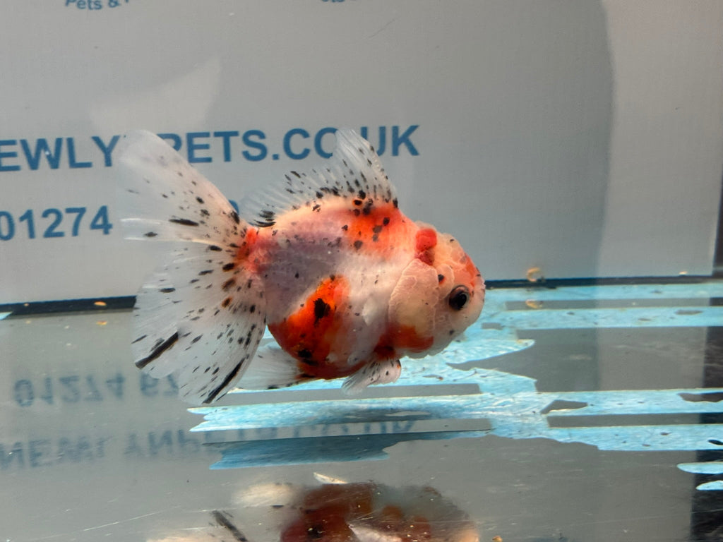 Calico Oranda 13cm CO1 (Fish in photo) - Newlyn - pets - Newlyn - pets - 