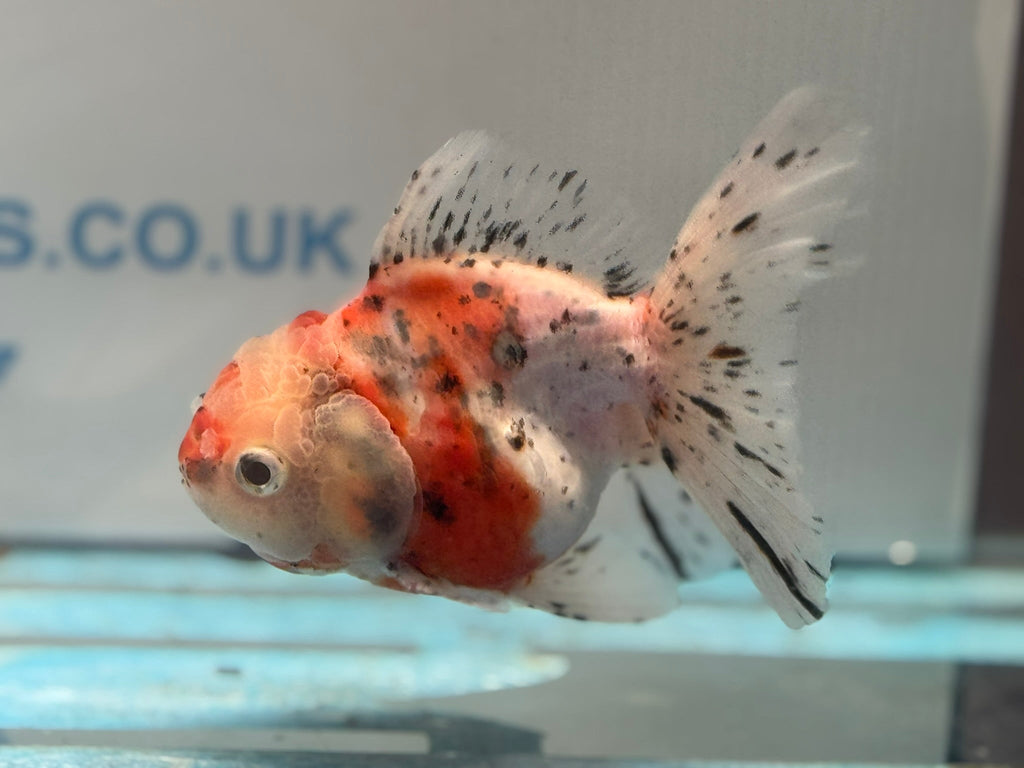 Calico Oranda 13cm CO1 (Fish in photo) - Newlyn - pets - Newlyn - pets - 