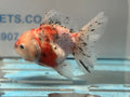 Calico Oranda 13cm CO1 (Fish in photo) - Newlyn - pets - Newlyn - pets - 