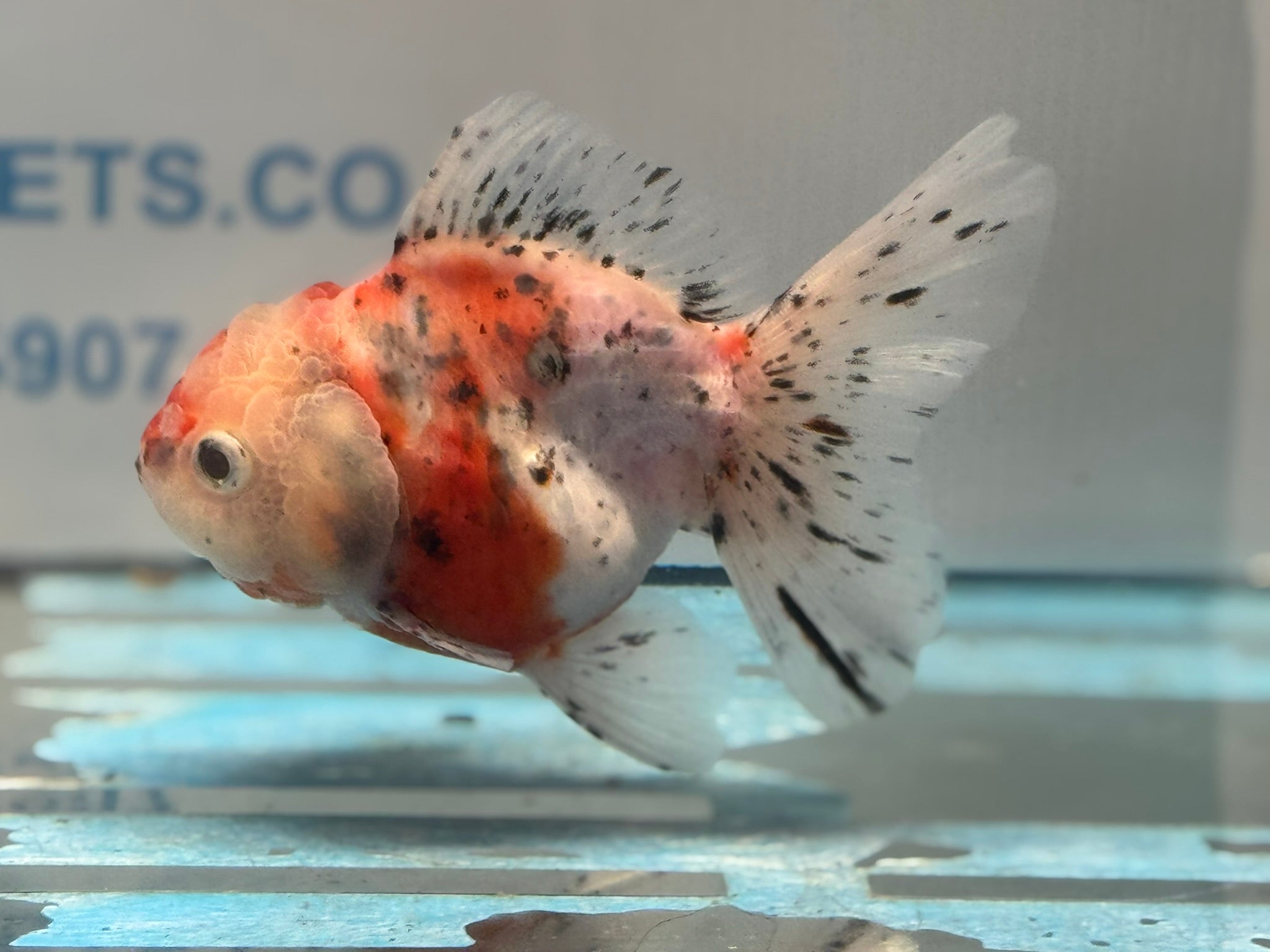 Calico Oranda 13cm CO1 (Fish in photo) - Newlyn - pets - Newlyn - pets - 