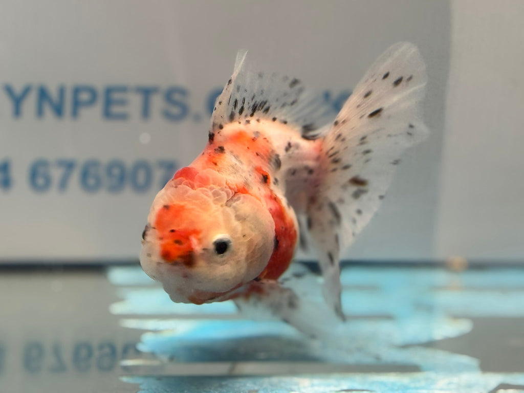 Calico Oranda 13cm CO1 (Fish in photo) - Newlyn - pets - Newlyn - pets - 