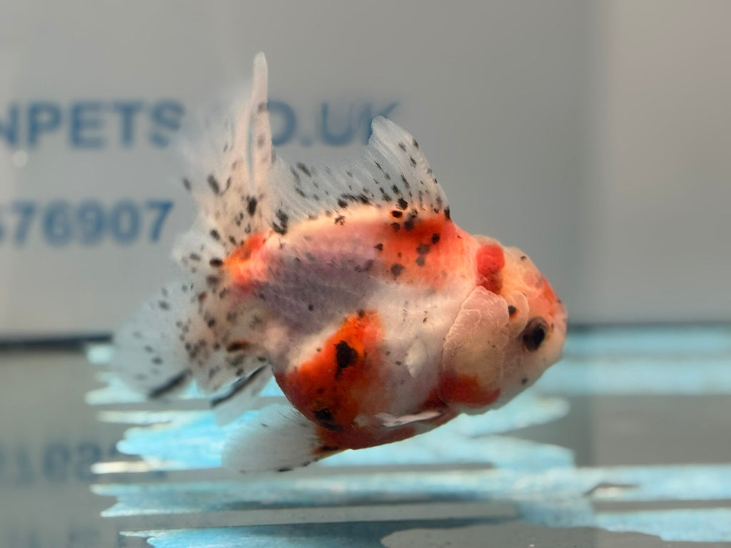 Calico Oranda 13cm CO1 (Fish in photo) - Newlyn - pets - Newlyn - pets - 