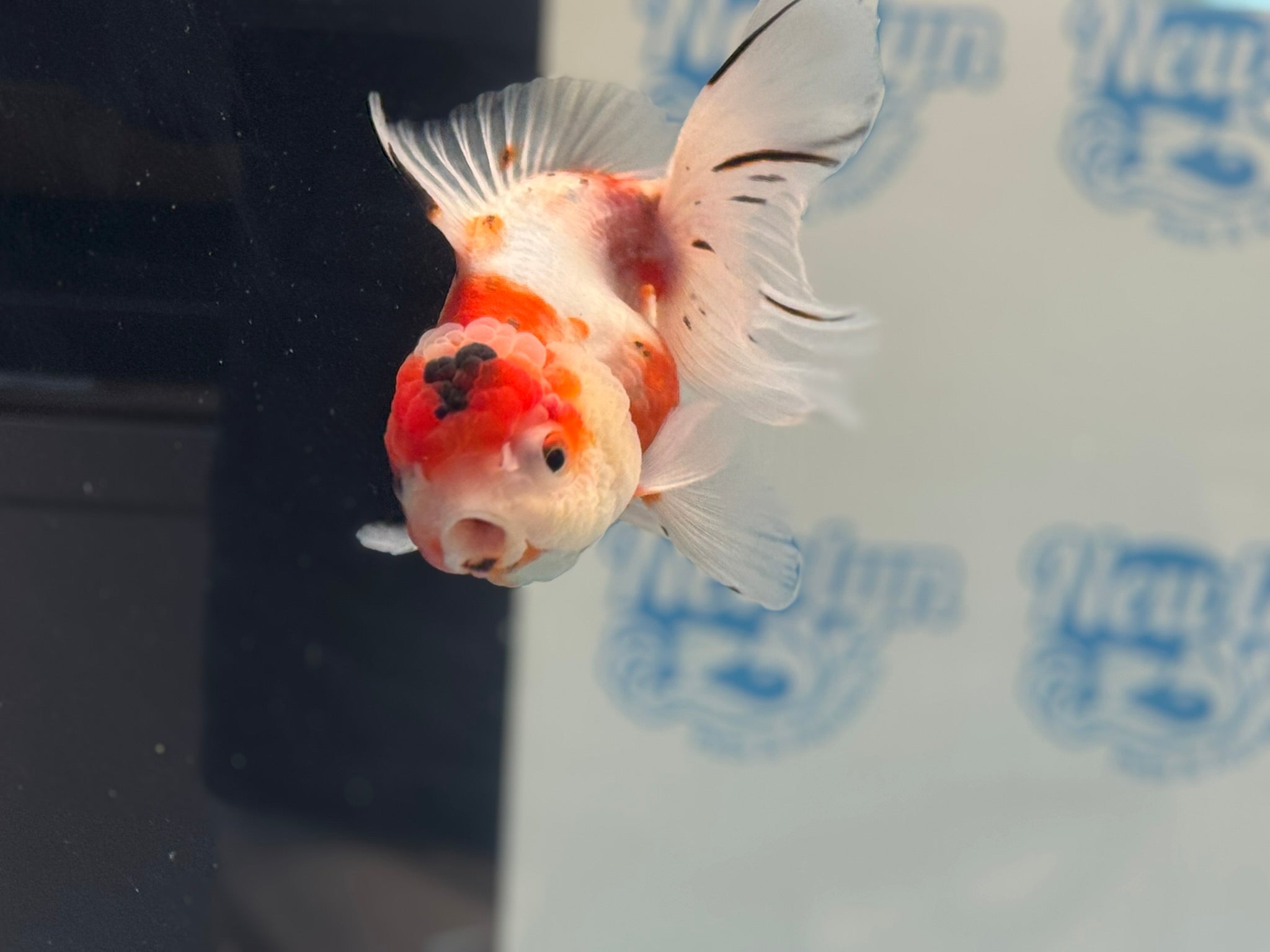 Calico Oranda 14 - 15cm CO2 (Fish in photo) - Newlyn - pets - Newlyn - pets - 