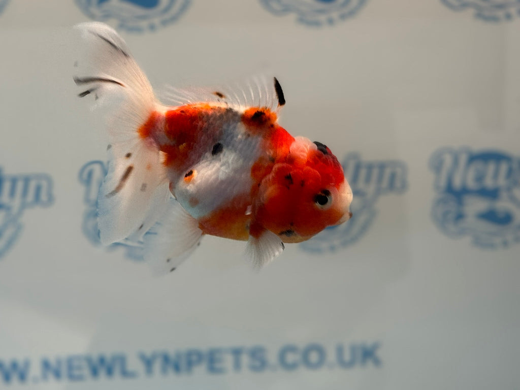 Calico Oranda 14 - 15cm CO2 (Fish in photo) - Newlyn - pets - Newlyn - pets - 