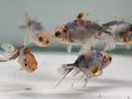 Calico Oranda Fancy Goldfish 5 - 6cm (BF6B) - Newlyn - pets - Newlyn - pets - 