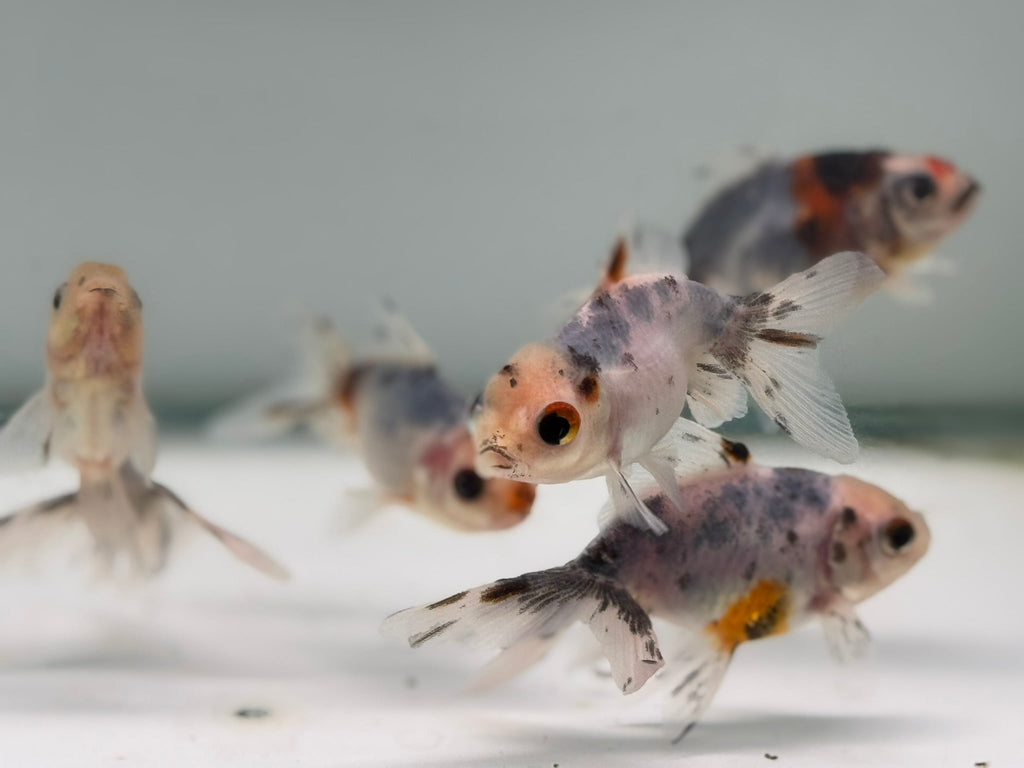 Calico Oranda Fancy Goldfish 5 - 6cm (BF6B) - Newlyn - pets - Newlyn - pets - 