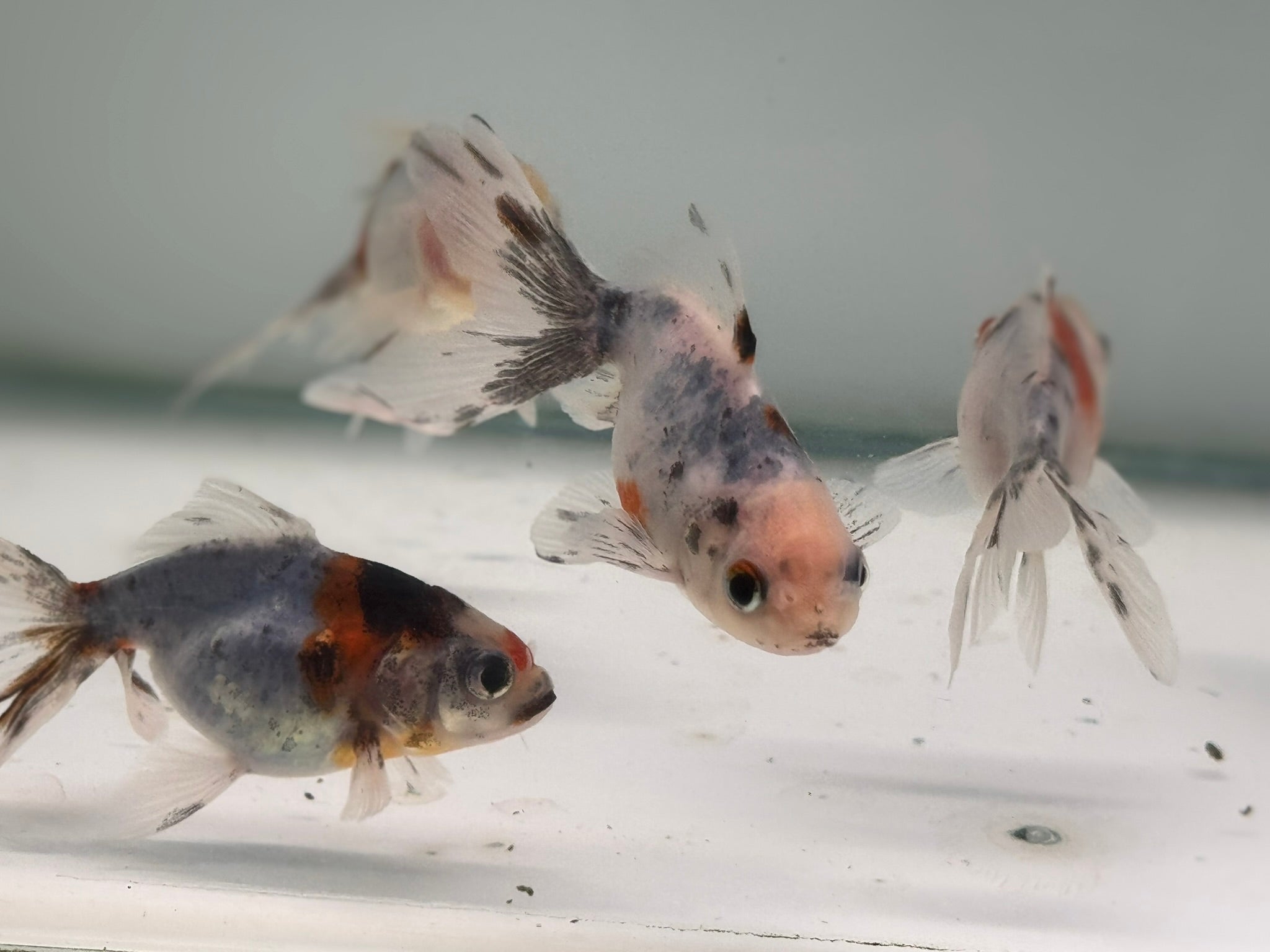 Calico Oranda Fancy Goldfish 5 - 6cm (BF6B) - Newlyn - pets - Newlyn - pets - 