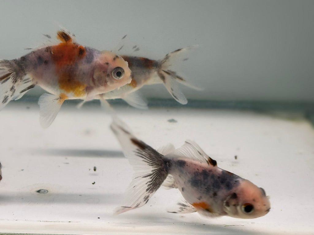Calico Oranda Fancy Goldfish 5 - 6cm (BF6B) - Newlyn - pets - Newlyn - pets - 