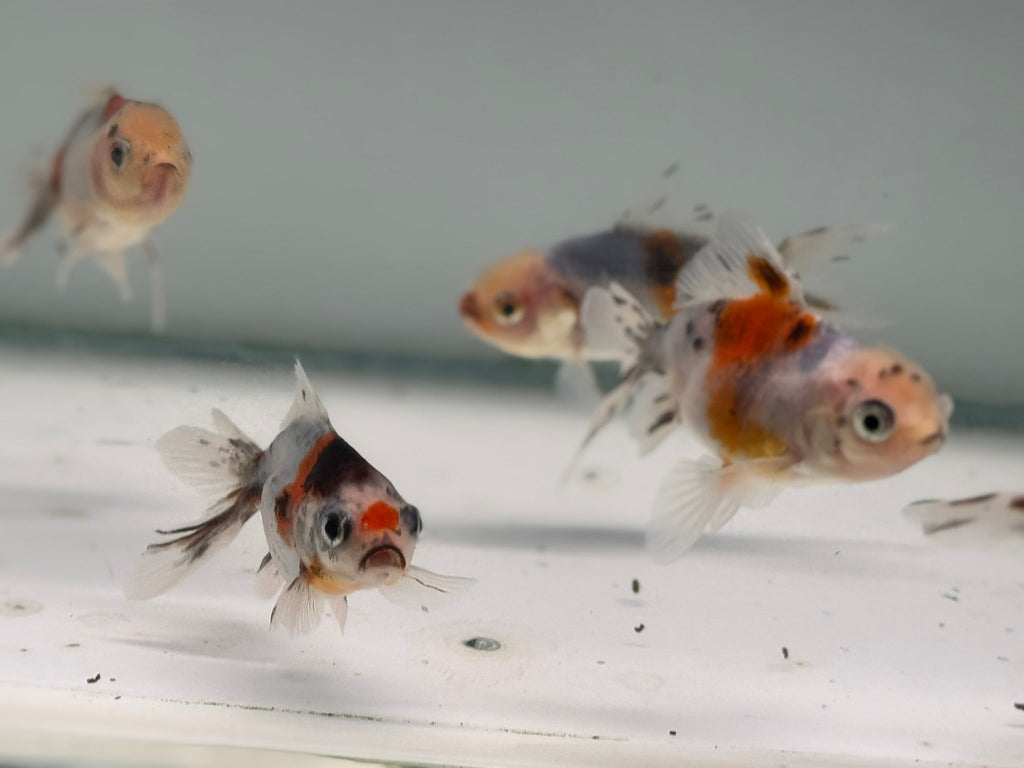Calico Oranda Fancy Goldfish 5 - 6cm (BF6B) - Newlyn - pets - Newlyn - pets - 