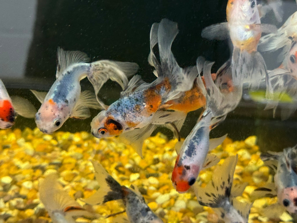 Calico Oranda Fancy Goldfish 7 - 8cm - Newlyn - pets - Newlyn - pets - 