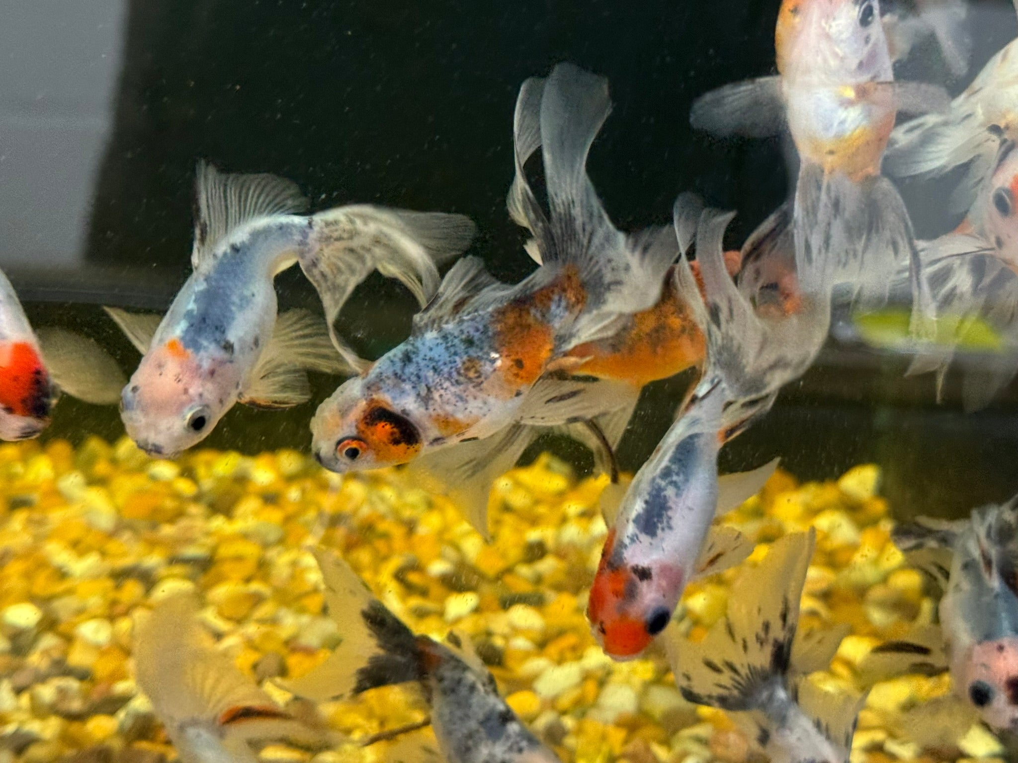 Calico Oranda Fancy Goldfish 7 - 8cm - Newlyn - pets - Newlyn - pets - 