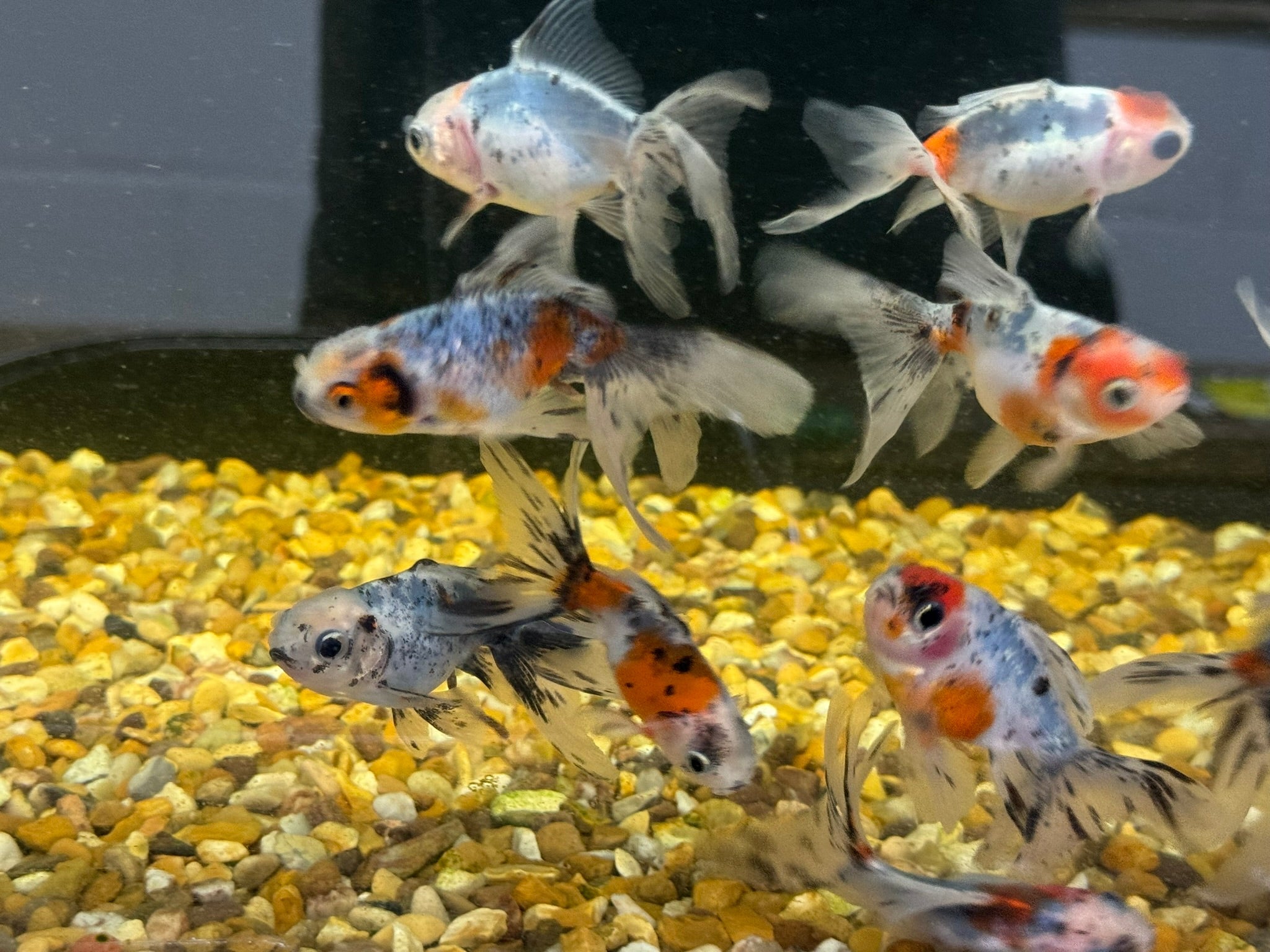 Calico Oranda Fancy Goldfish 7 - 8cm - Newlyn - pets - Newlyn - pets - 