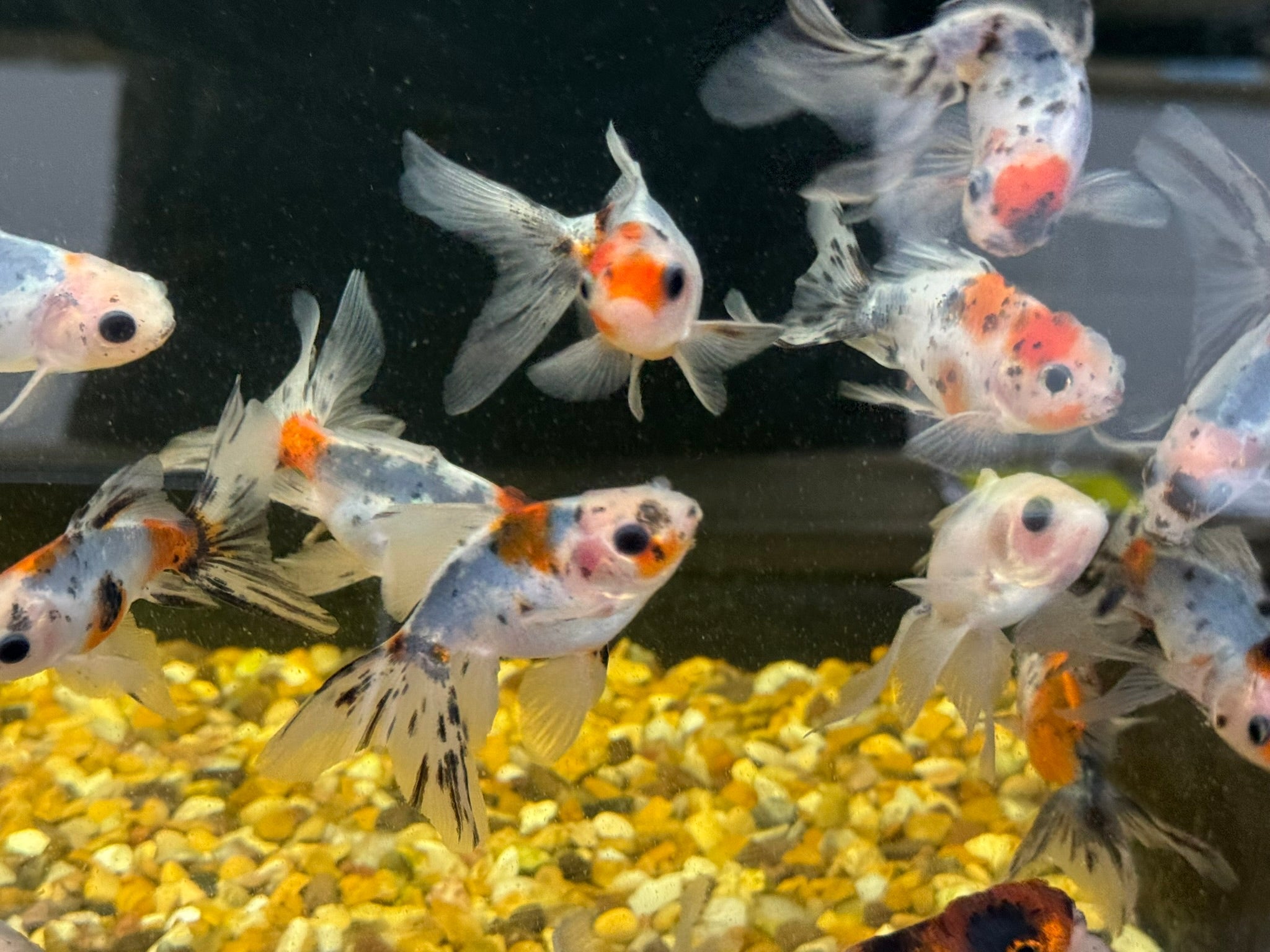 Calico Oranda Fancy Goldfish 7 - 8cm - Newlyn - pets - Newlyn - pets - 