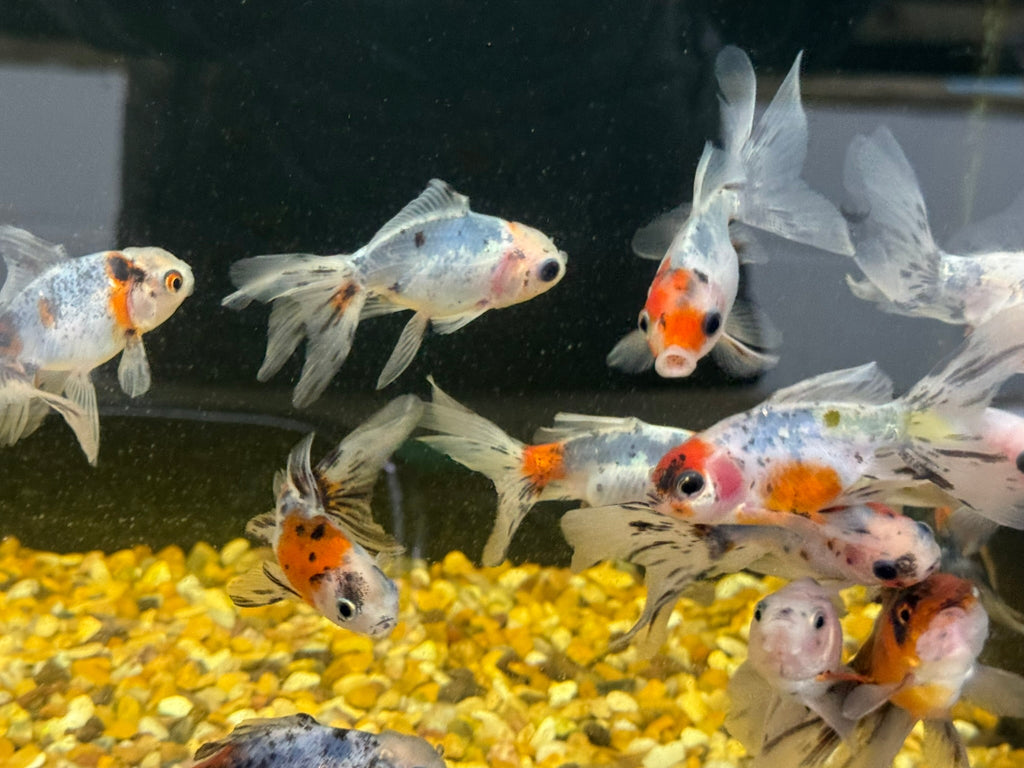Calico Oranda Fancy Goldfish 7 - 8cm - Newlyn - pets - Newlyn - pets - 