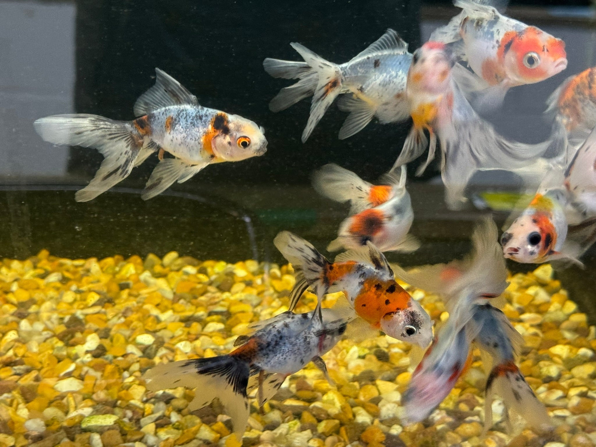 Calico Oranda Fancy Goldfish 7 - 8cm - Newlyn - pets - Newlyn - pets - 