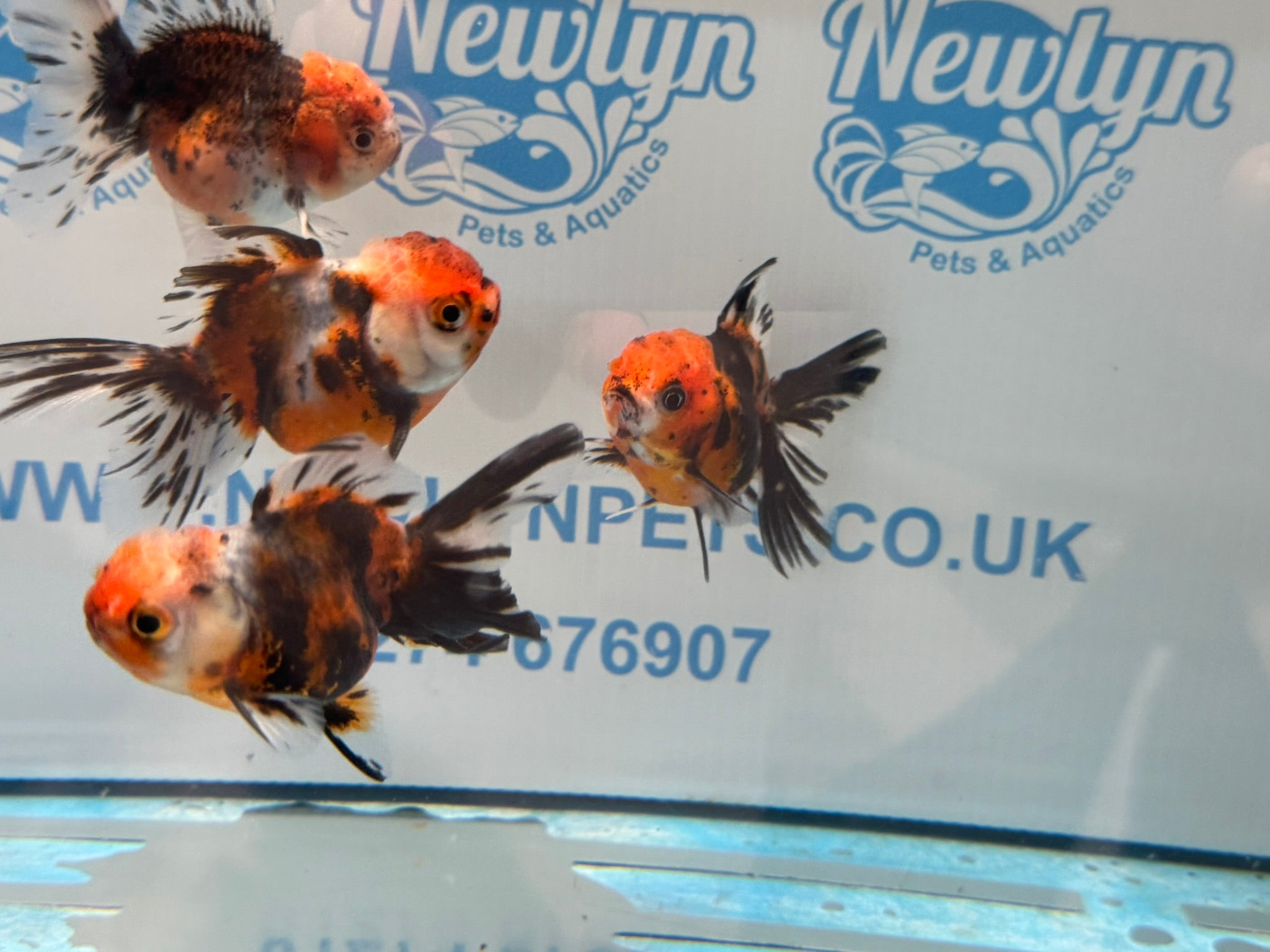 Calico Peacock Tail Oranda Fancy Goldfish 6 - 8cm - Newlyn - pets - Newlyn - pets - 