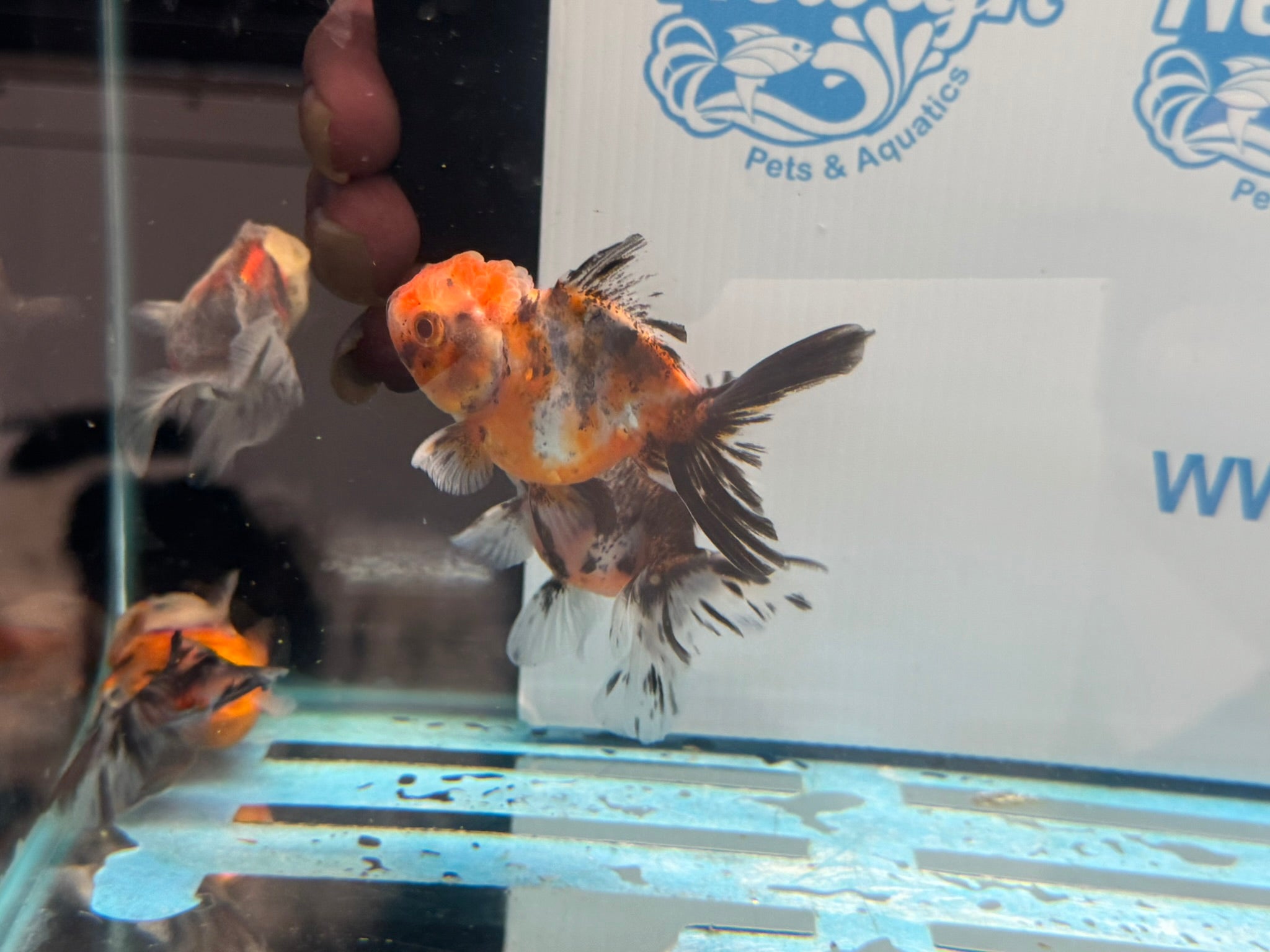 Calico Peacock Tail Oranda Fancy Goldfish 6 - 8cm - Newlyn - pets - Newlyn - pets - 