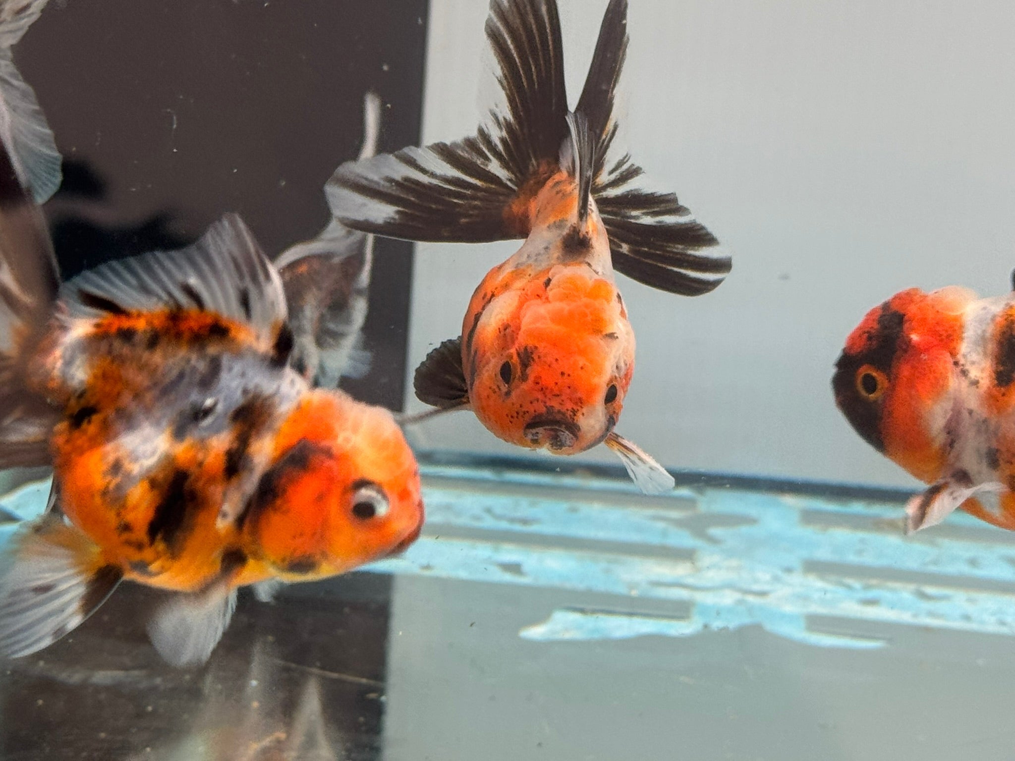Calico Peacock Tail Oranda Fancy Goldfish 6 - 8cm - Newlyn - pets - Newlyn - pets - 