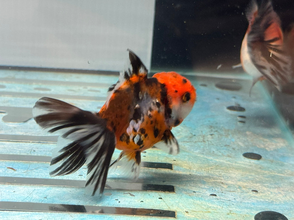 Calico Peacock Tail Oranda Fancy Goldfish 6 - 8cm - Newlyn - pets - Newlyn - pets - 
