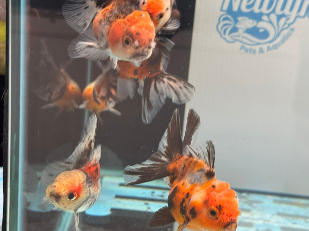 Calico Peacock Tail Oranda Fancy Goldfish 6 - 8cm - Newlyn - pets - Newlyn - pets - 