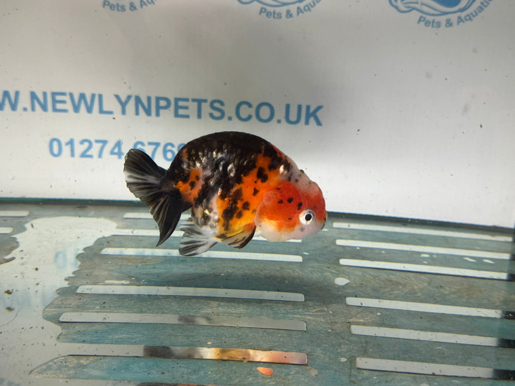 Calico Ranchu 10 - 11cm Fancy Goldfish - Newlyn - pets - Newlyn - pets - 