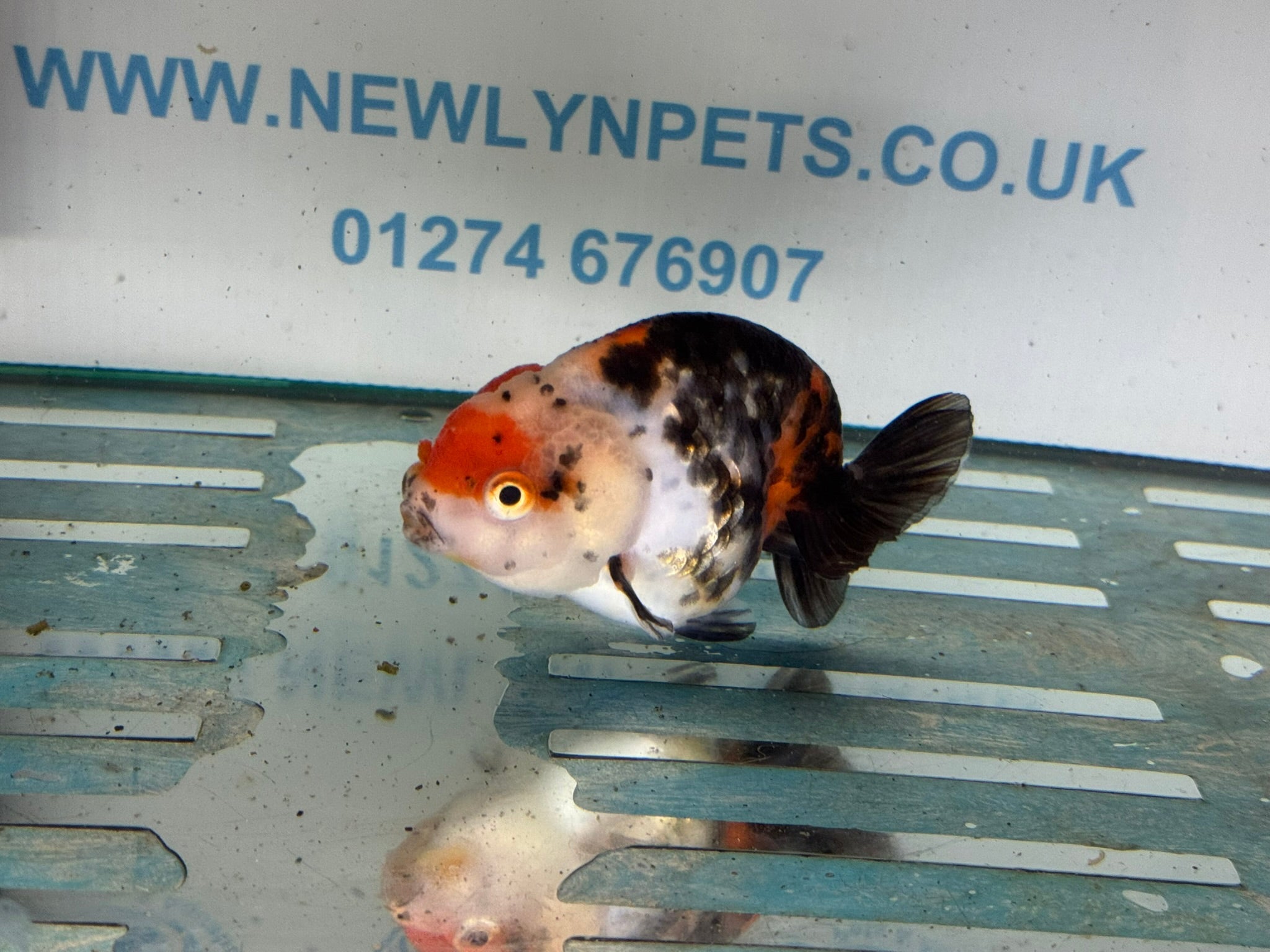 Calico Ranchu 10 - 11cm Fancy Goldfish - Newlyn - pets - Newlyn - pets - 
