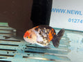 Calico Ranchu 10 - 11cm Fancy Goldfish - Newlyn - pets - Newlyn - pets - 
