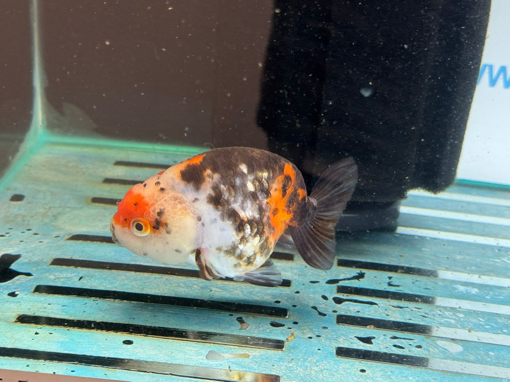 Calico Ranchu 10 - 11cm Fancy Goldfish - Newlyn - pets - Newlyn - pets - 