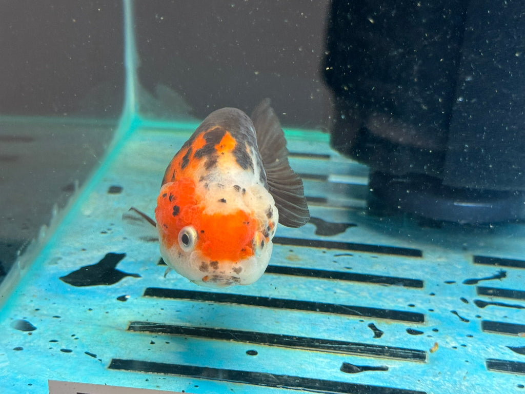 Calico Ranchu 10 - 11cm Fancy Goldfish - Newlyn - pets - Newlyn - pets - 