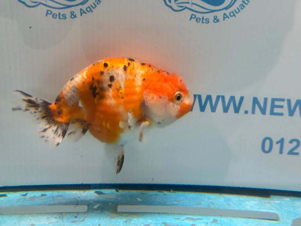 Calico Ranchu 11cm Fancy Goldfish R02 - Newlyn - pets - Newlyn - pets - 