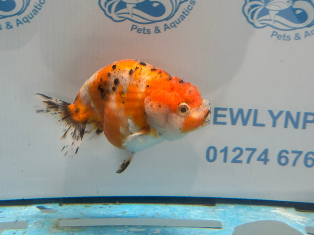 Calico Ranchu 11cm Fancy Goldfish R02 - Newlyn - pets - Newlyn - pets - 