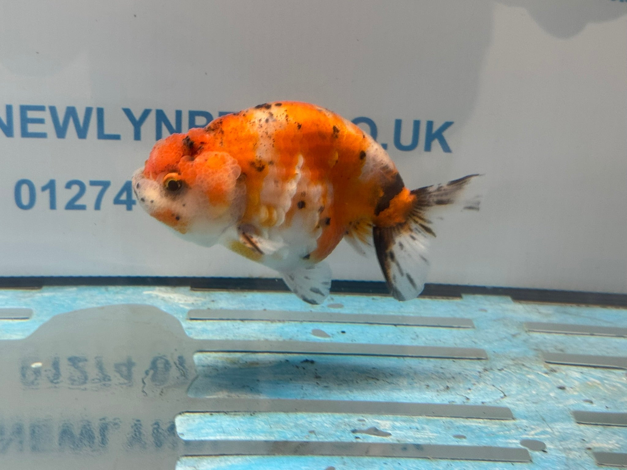 Calico Ranchu 11cm Fancy Goldfish R02 - Newlyn - pets - Newlyn - pets - 