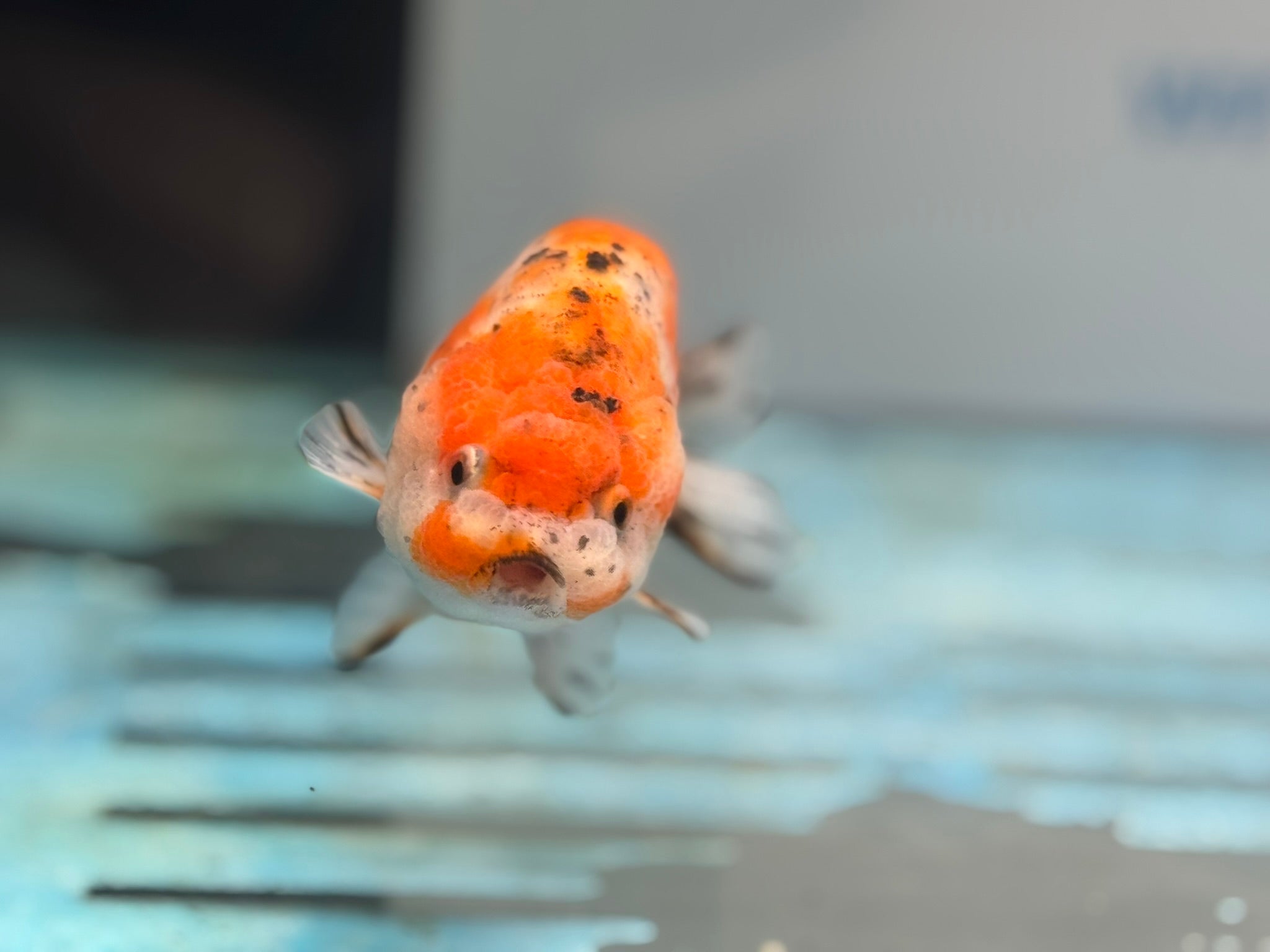 Calico Ranchu 11cm Fancy Goldfish R02 - Newlyn - pets - Newlyn - pets - 