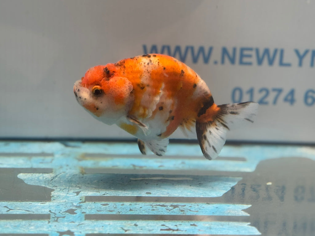 Calico Ranchu 11cm Fancy Goldfish R02 - Newlyn - pets - Newlyn - pets - 