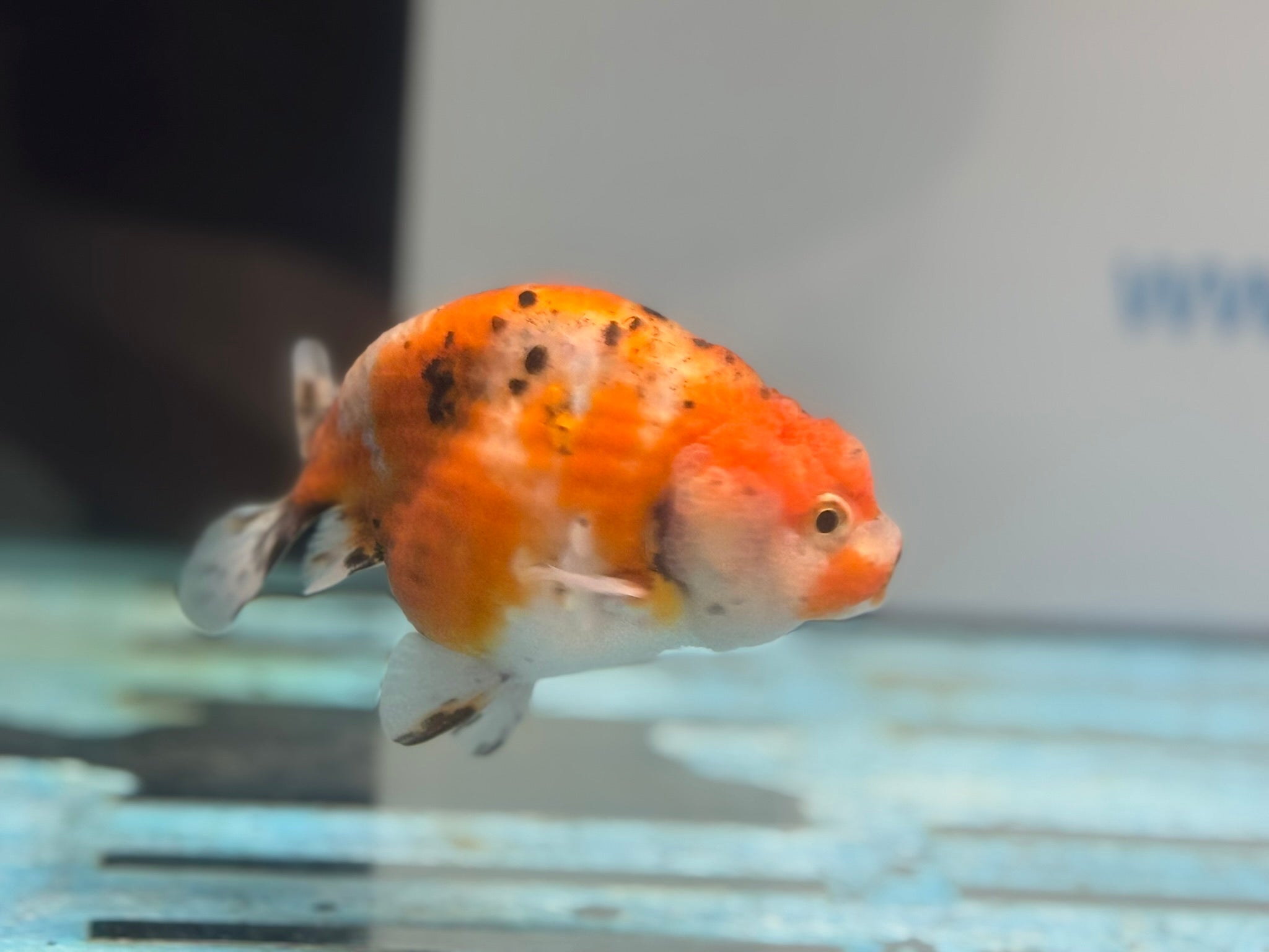 Calico Ranchu 11cm Fancy Goldfish R02 - Newlyn - pets - Newlyn - pets - 