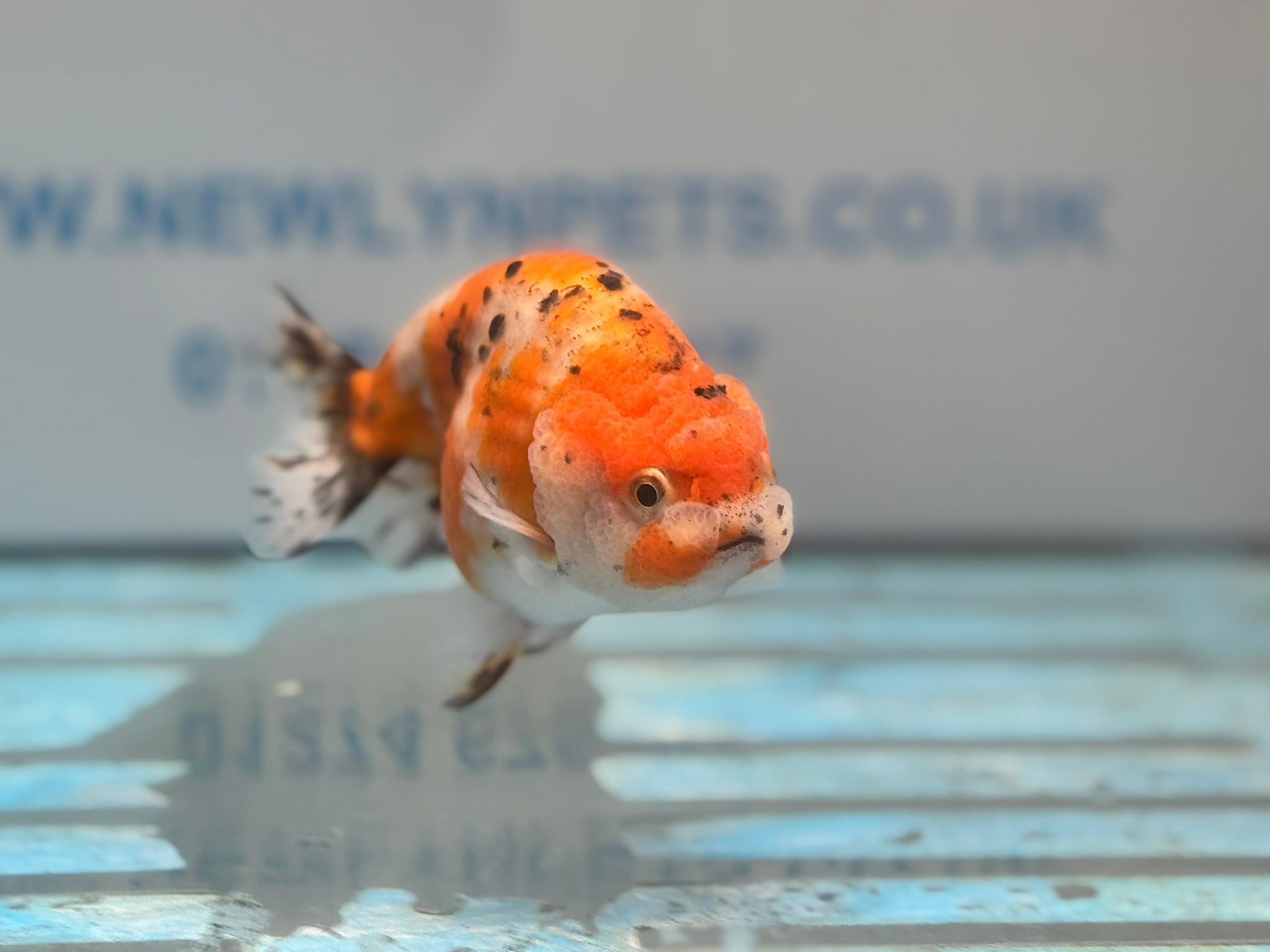 Calico Ranchu 11cm Fancy Goldfish R02 - Newlyn - pets - Newlyn - pets - 