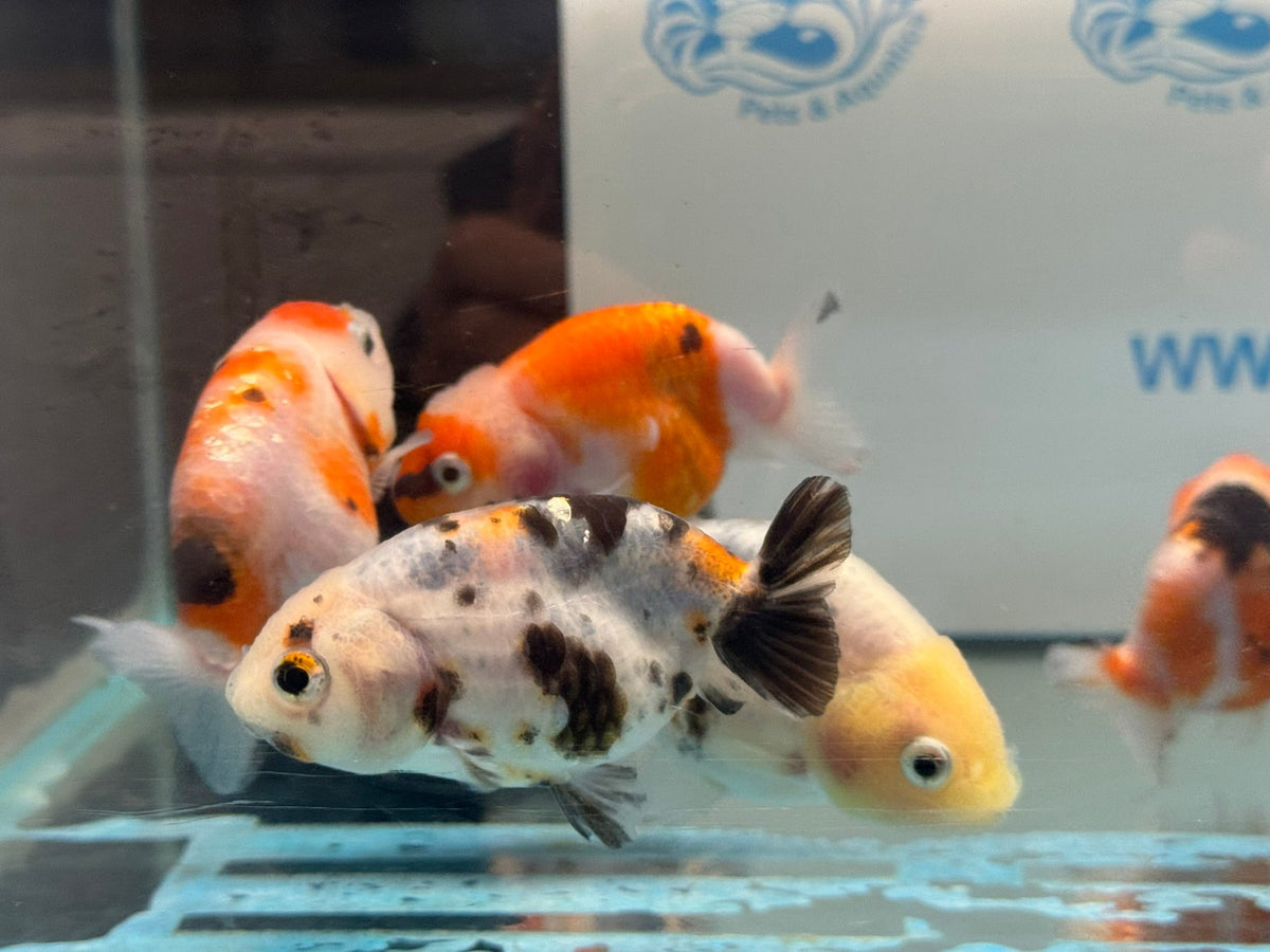 Calico Ranchu 7-8cm Chinese Fancy Goldfish - Newlyn-pets - Newlyn-pets - 