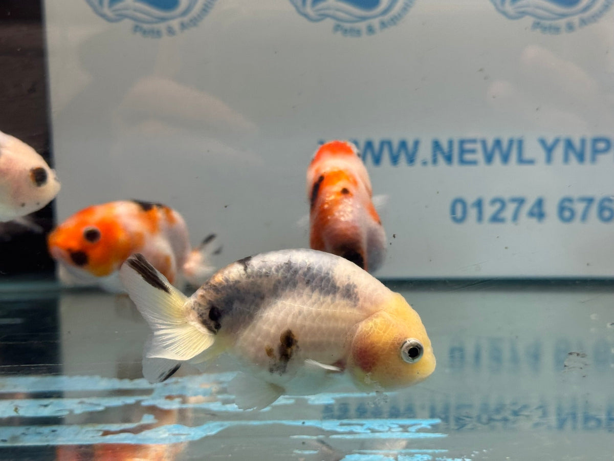 Calico Ranchu 7-8cm Chinese Fancy Goldfish - Newlyn-pets - Newlyn-pets - 